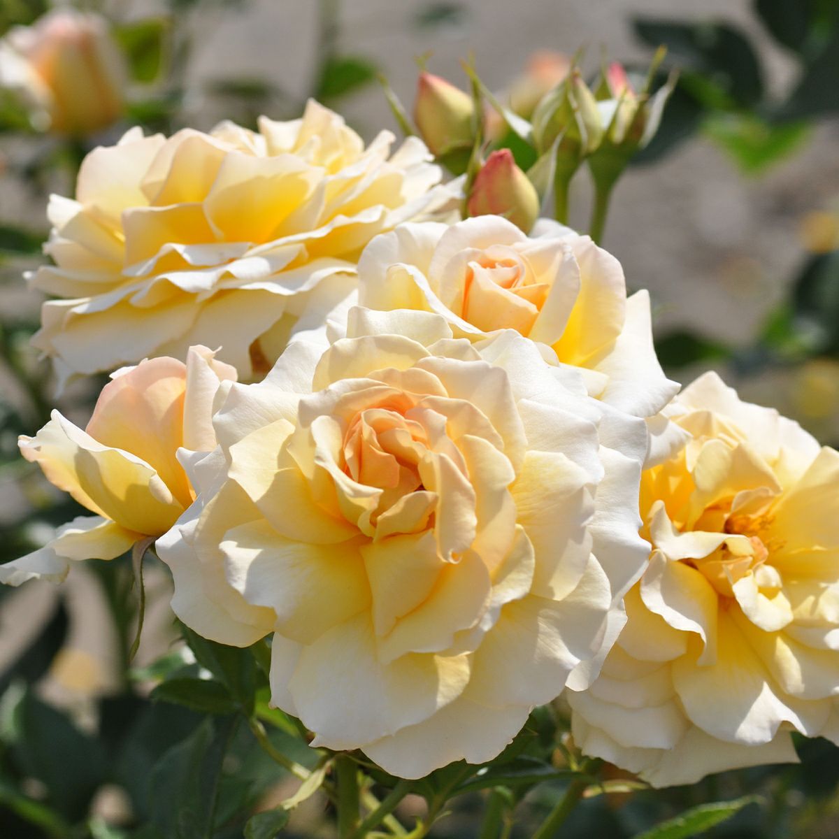 クリームイエローカラーのテレトンというバラの画像