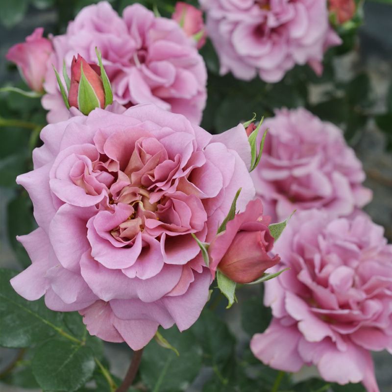 茶色と紫がかるピンクのグラデーションが魅力的なドレープというバラの画像