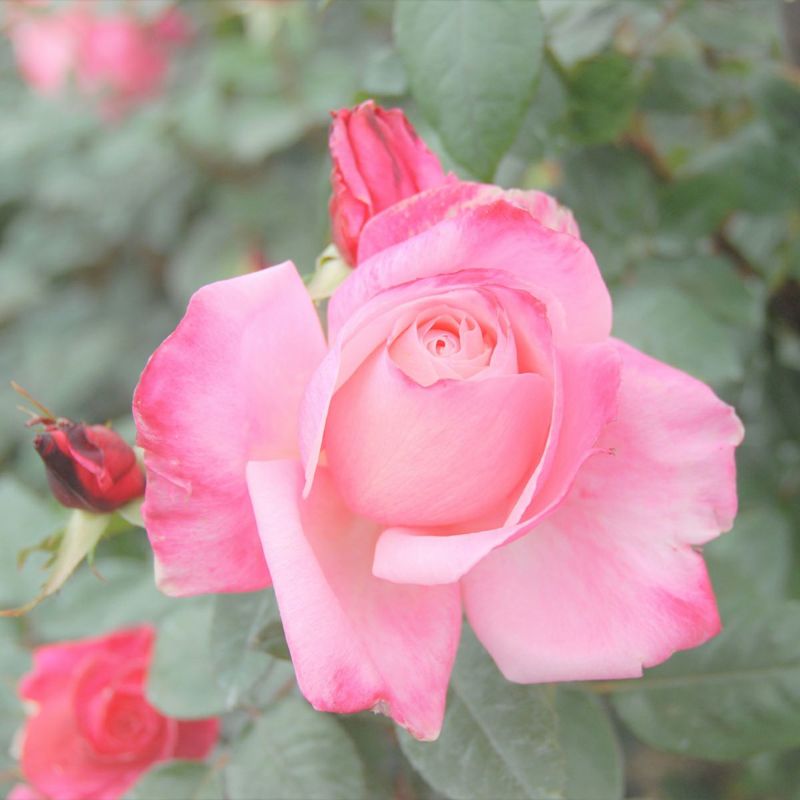 バラ 「ファーストプライズ」春苗 ピンク 四季咲 （H.T） 大輪系 ポピュラーローズ バラ苗 薔薇 (202108)