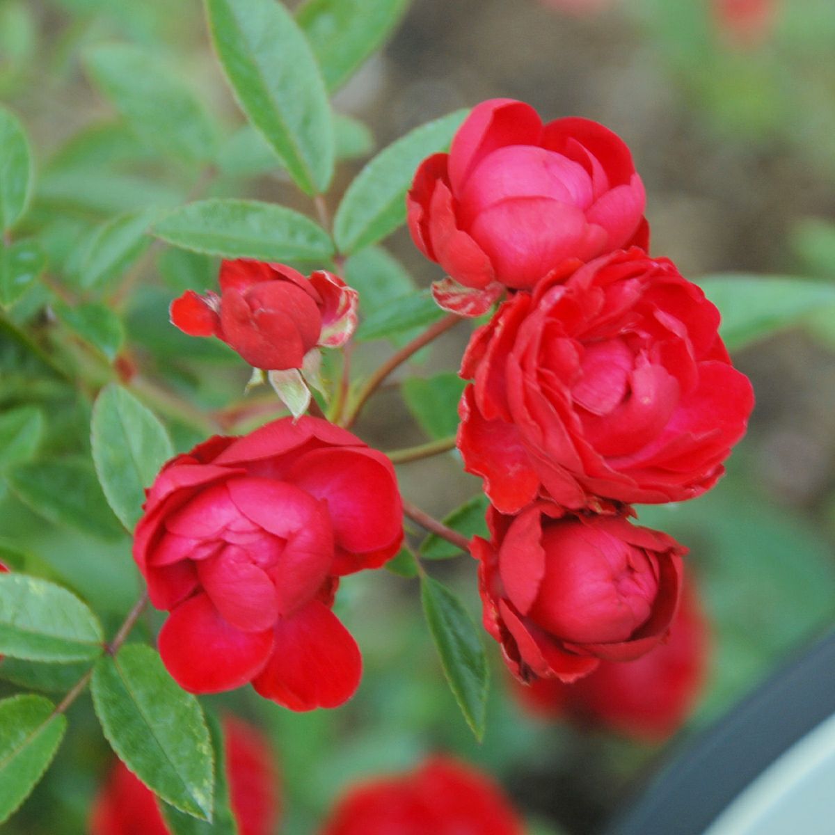 バラ 「マザーズデイ」 春苗 赤色 四季咲 グルーテンドルスト 小輪系 ポピュラーローズ バラ苗 薔薇 (202108)