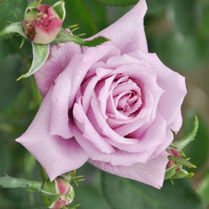 バラ 「マミーブルー」秋苗 紫色 四季咲 デルバール ブランドローズ バラ苗 薔薇 (202108)