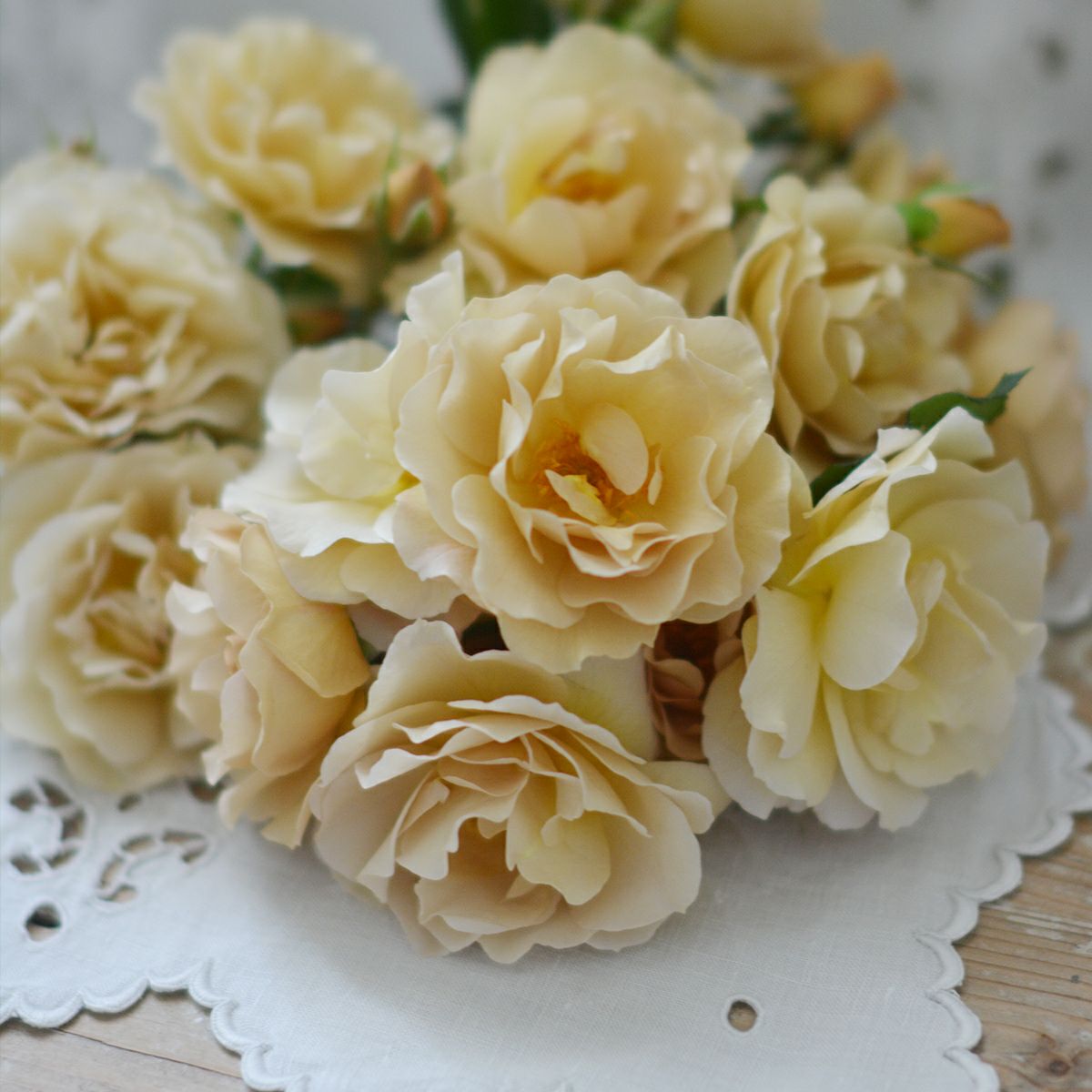 ゴールドがかったブラウンベージュ色をしたラブロッシュというバラの画像