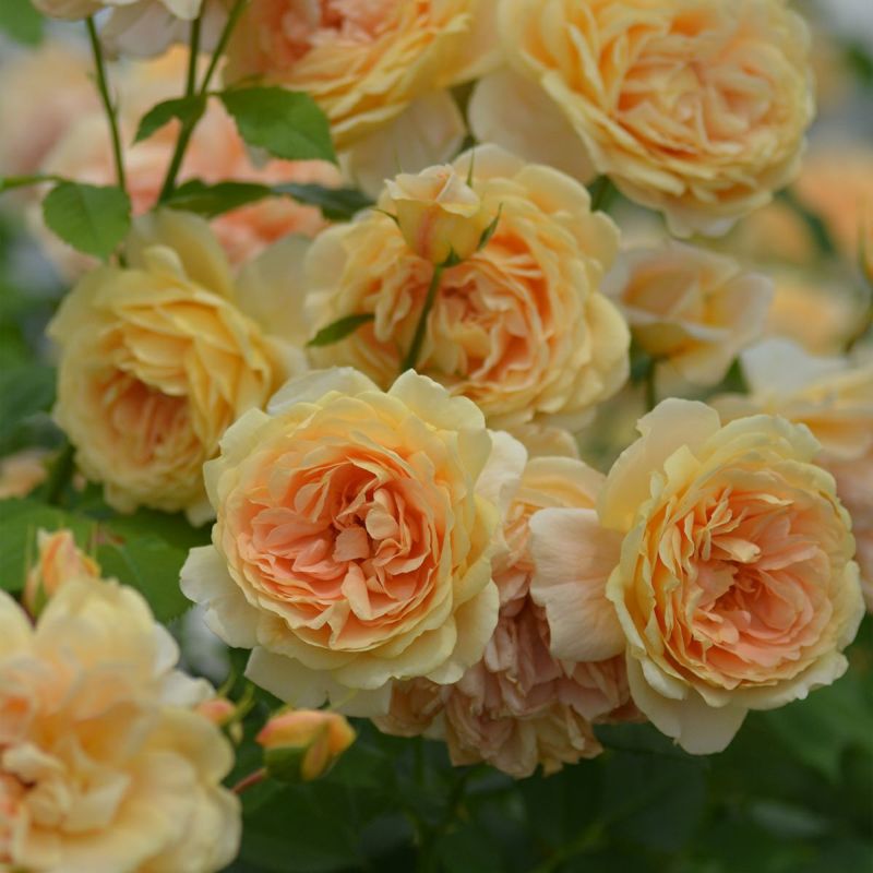 バラ 「ラベルポー」春苗 オレンジ色 四季咲 河本バラ園 ブランドローズ バラ苗 薔薇 (202108)