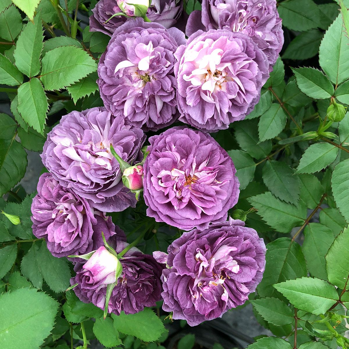 魅力的な濃い紫色をしたリナルドというバラの画像