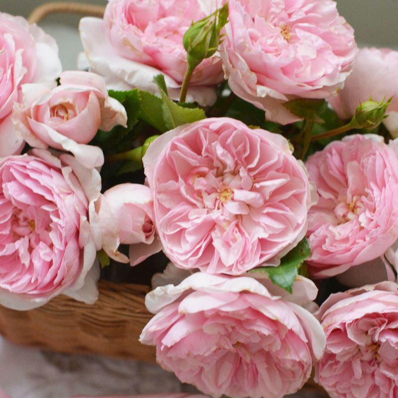 なめらかなピンクの花びらが特徴的なリュバンというバラの画像