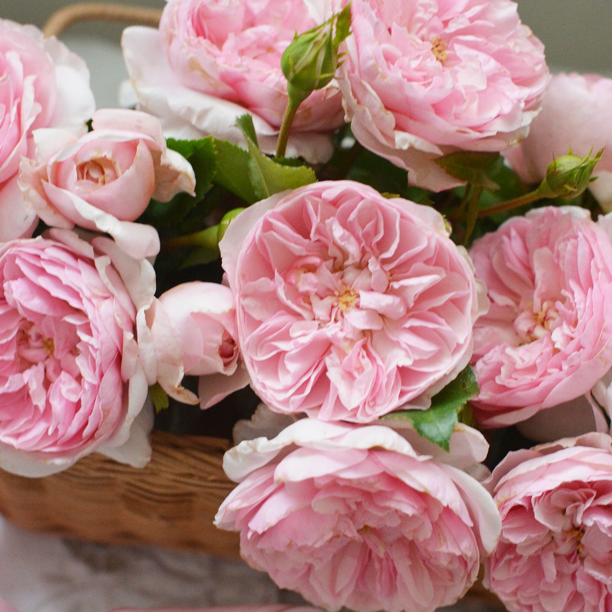 なめらかなピンクの花びらが特徴的なリュバンというバラの画像