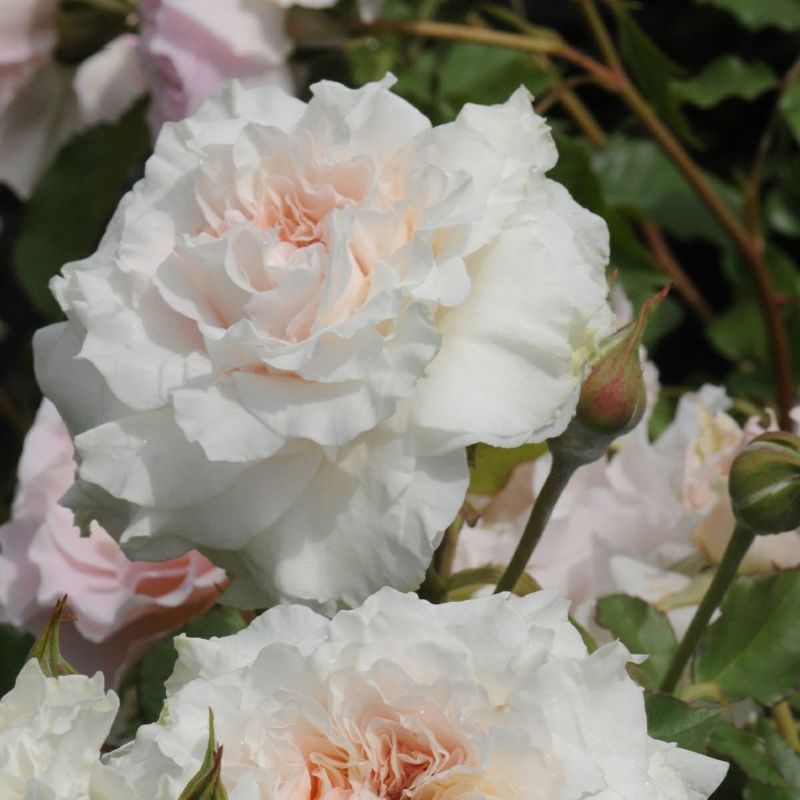 バラ 「レヴェイユ」春苗 白色 四季咲 河本バラ園 ブランドローズ バラ苗 薔薇 (202108)