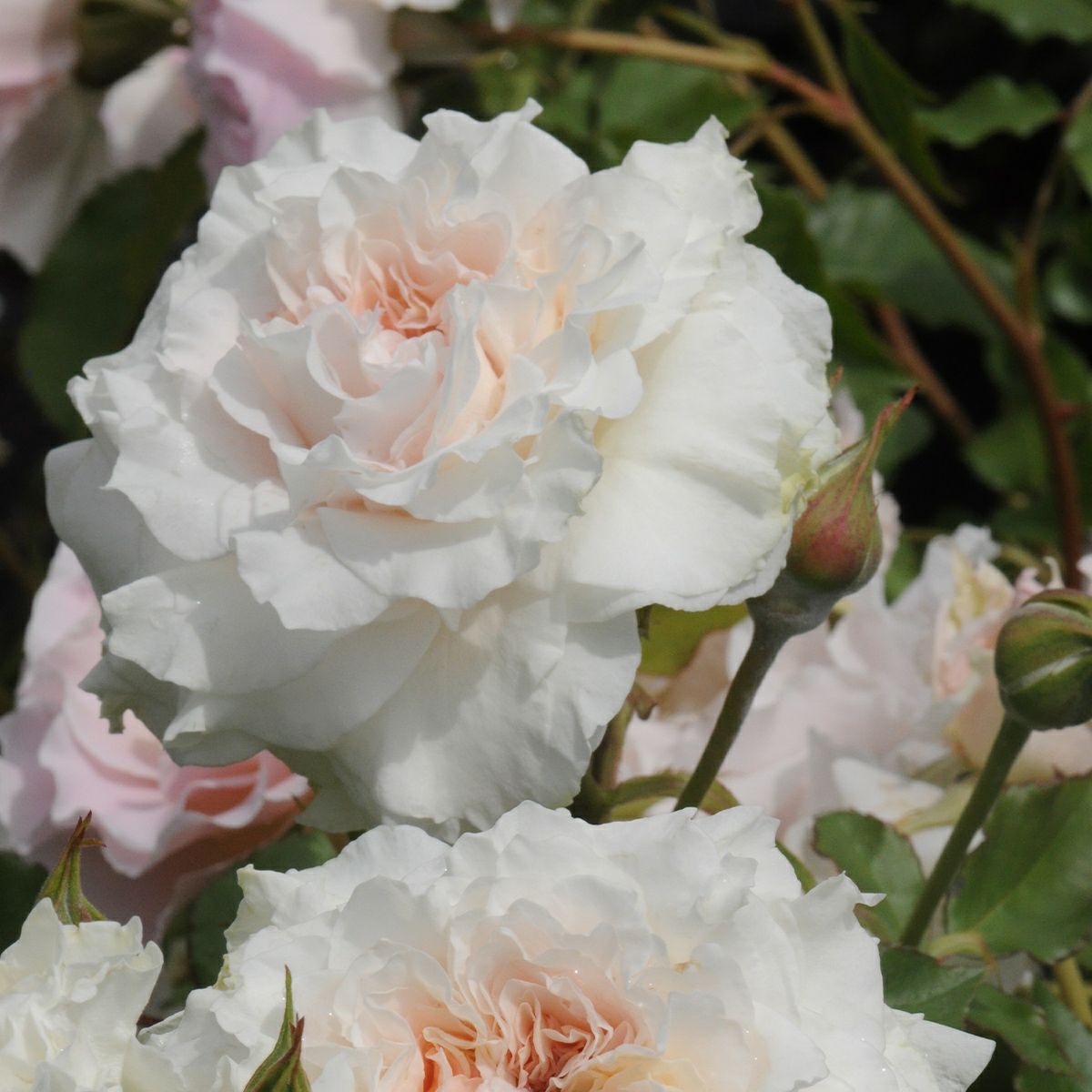 バラ 「レヴェイユ」春苗 白色 四季咲 河本バラ園 ブランドローズ バラ苗 薔薇 (202108)