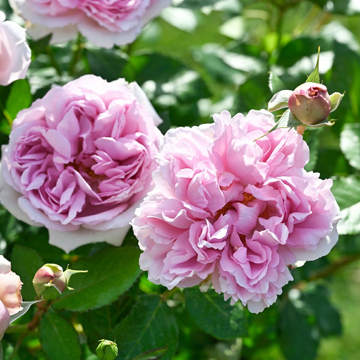 バラ 「ローズアントワネット」秋苗 ピンク色 四季咲 デルバール ブランドローズ バラ苗 薔薇 (202108)