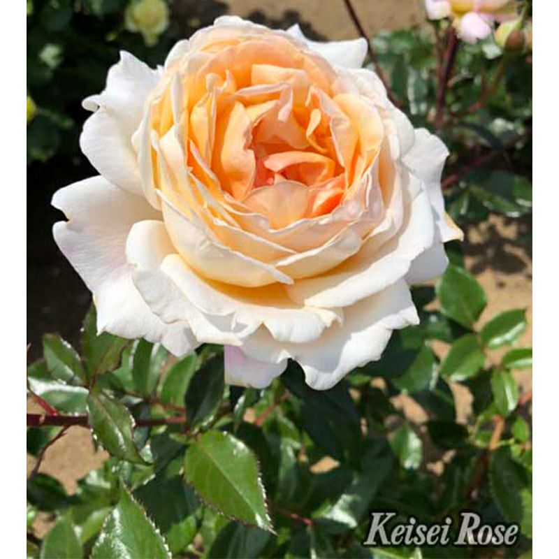 バラ 「Ｇ．Ｄ．ルイーズ」 秋苗 (大苗) アプリコットピンク 四季咲 コルデス バラ苗 薔薇 (202108)