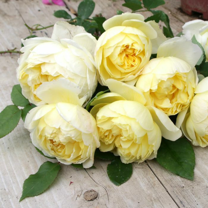 純黄色をしたれもんというバラの画像