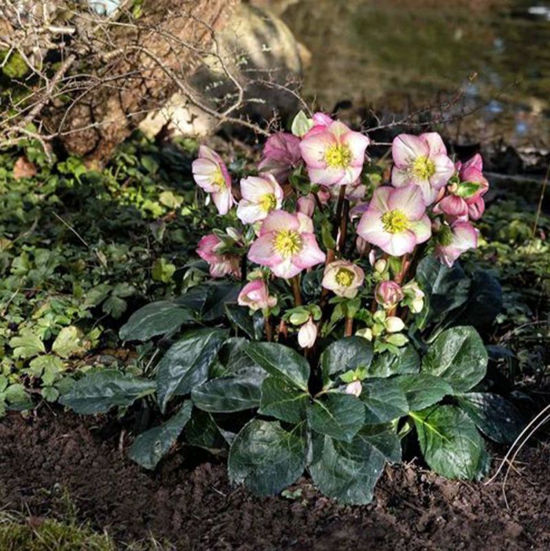 クリスマスローズ 苗 「Ice N'roses 氷の薔薇 ロゼッタ 」 5号鉢