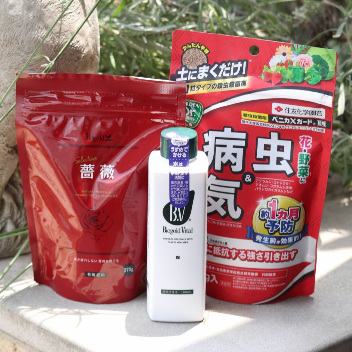 春の芽ばえセット 