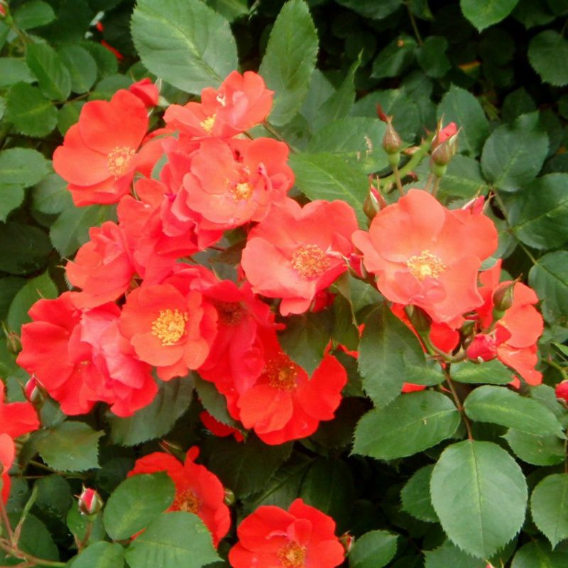 朱色が美しいサラバンドというバラの画像