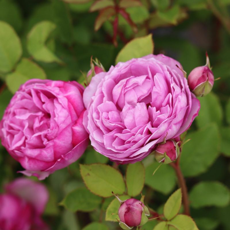 藤色がかった淡いピンク色をしたカレスというバラの画像