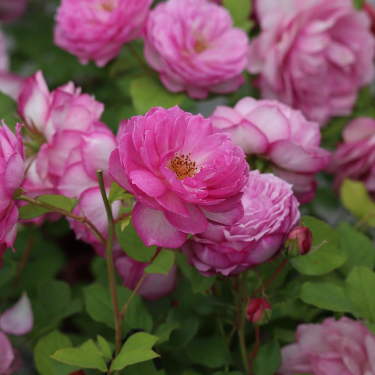 藤色がかった淡いピンク色をしたカレスというバラの画像