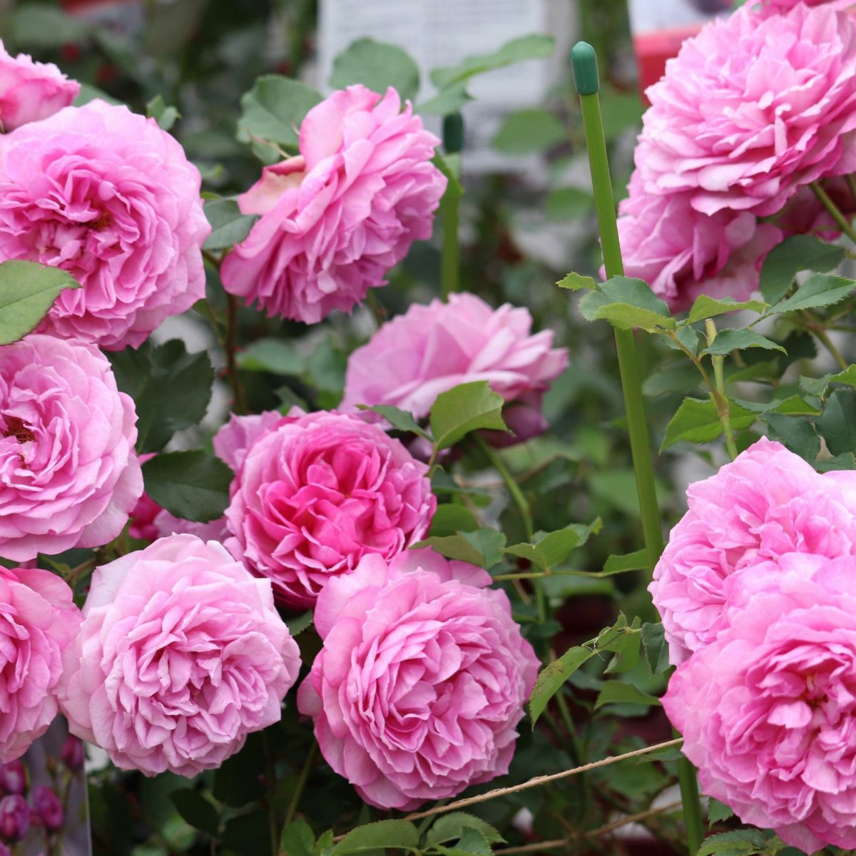 藤色がかった淡いピンク色をしたカレスというバラの画像