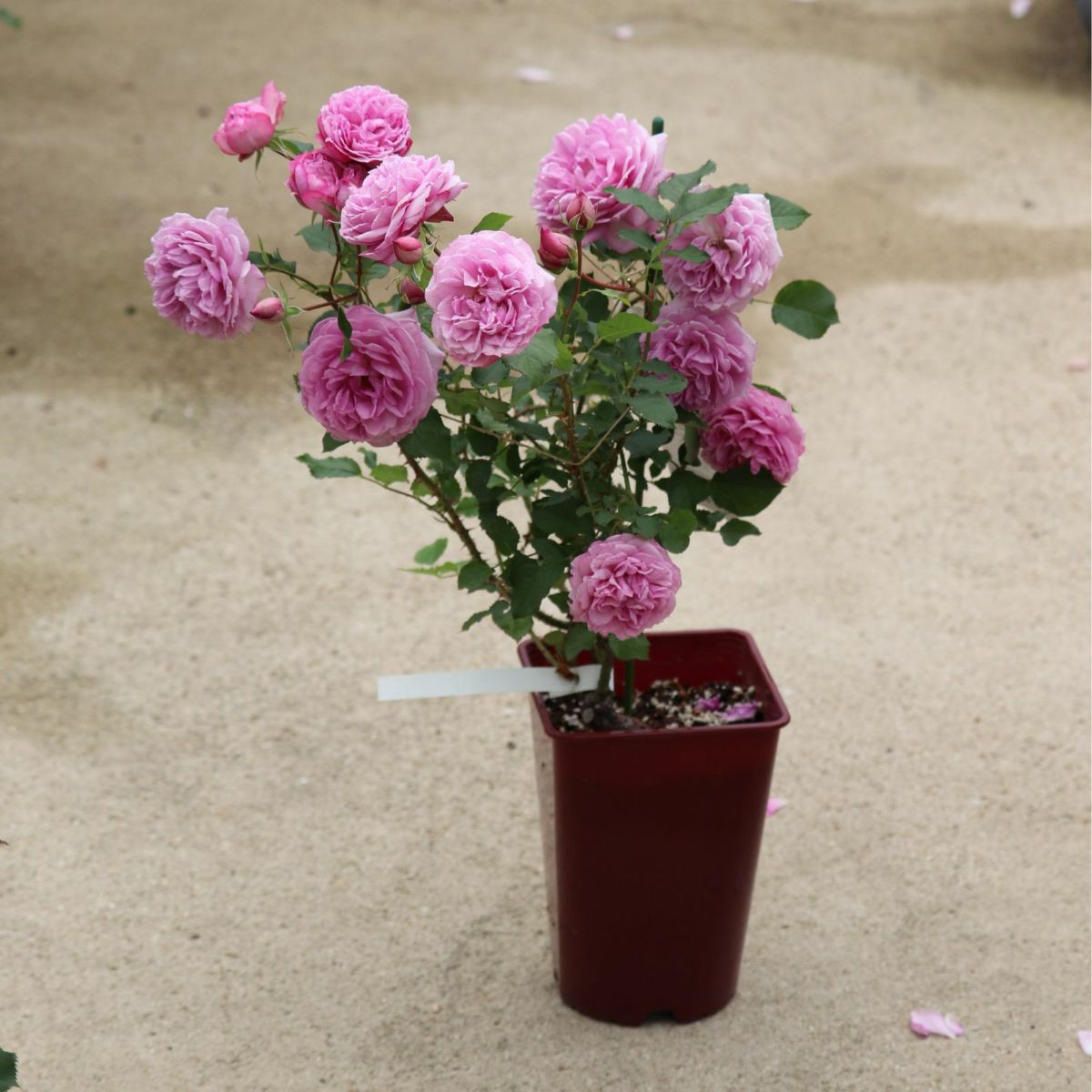 藤色がかった淡いピンク色をしたカレスというバラの鉢植え