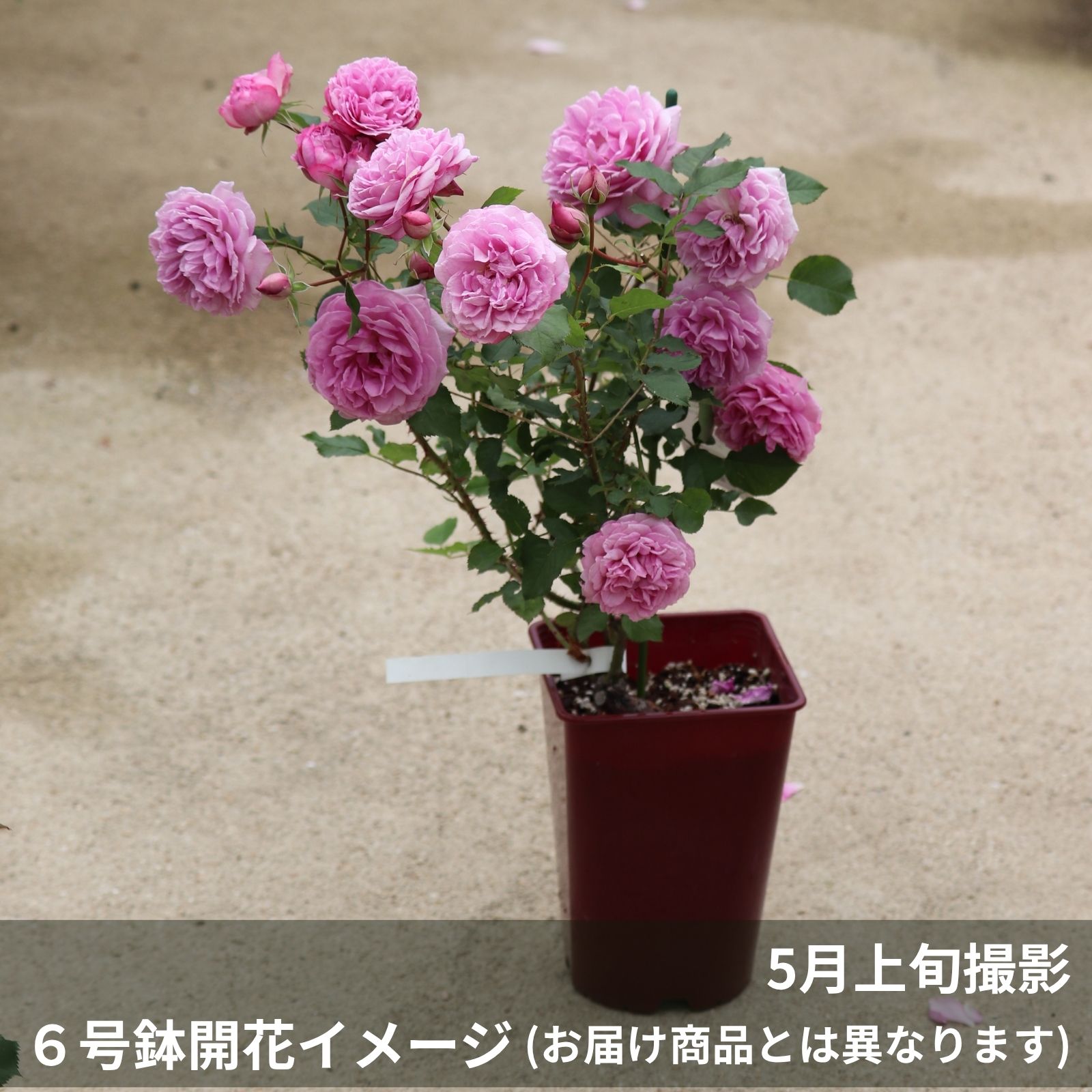 藤色がかった淡いピンク色をしたカレスというバラの鉢植え