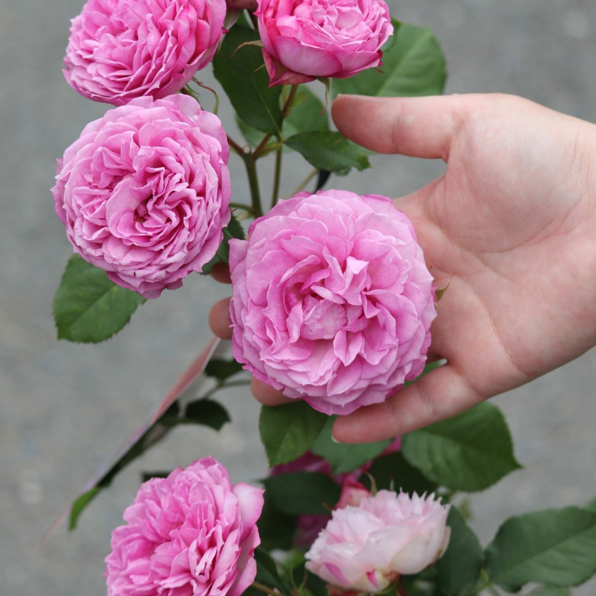 カレスというバラに手を添えている画像