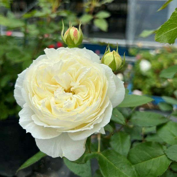 アイボリーホワイト色をしたスノートワというバラの画像