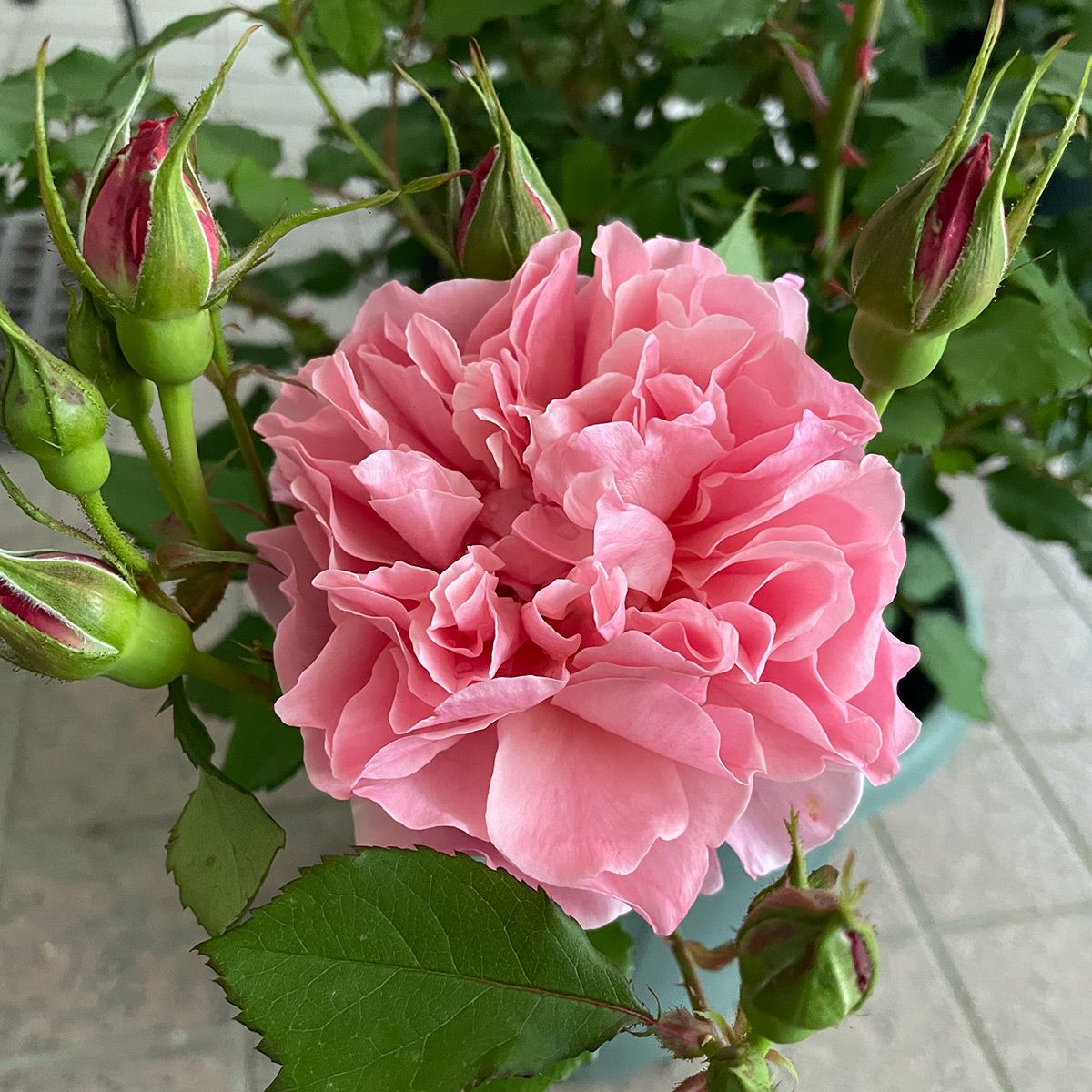 コーラルオレンジ色をしたアンファンドゥコライユというバラの画像