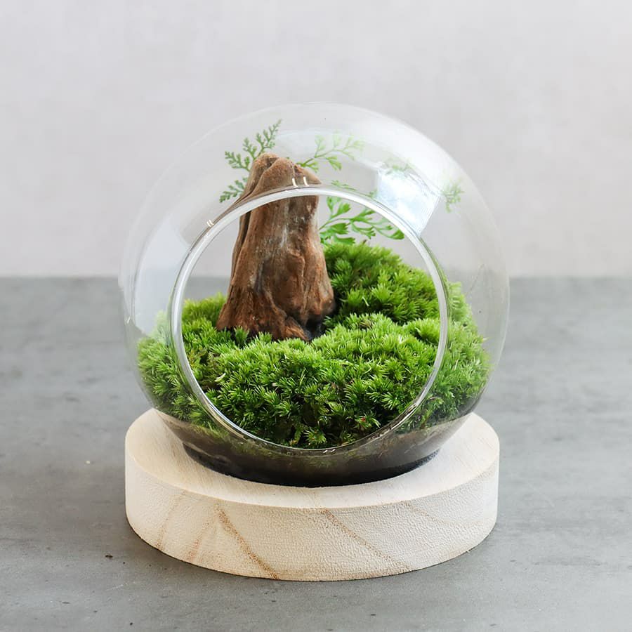 京阪園芸の観葉植物 京阪園芸ガーデナーズwebショップ 本店