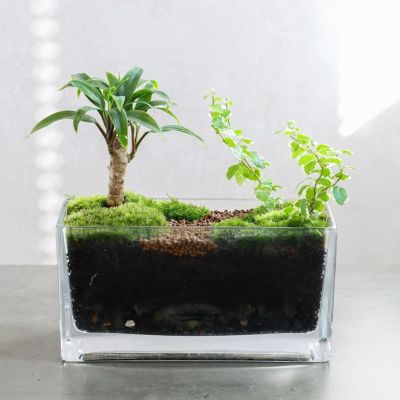 観葉植物 コケリウム terra テラ おしゃれ 室内 育てやすい プレゼント