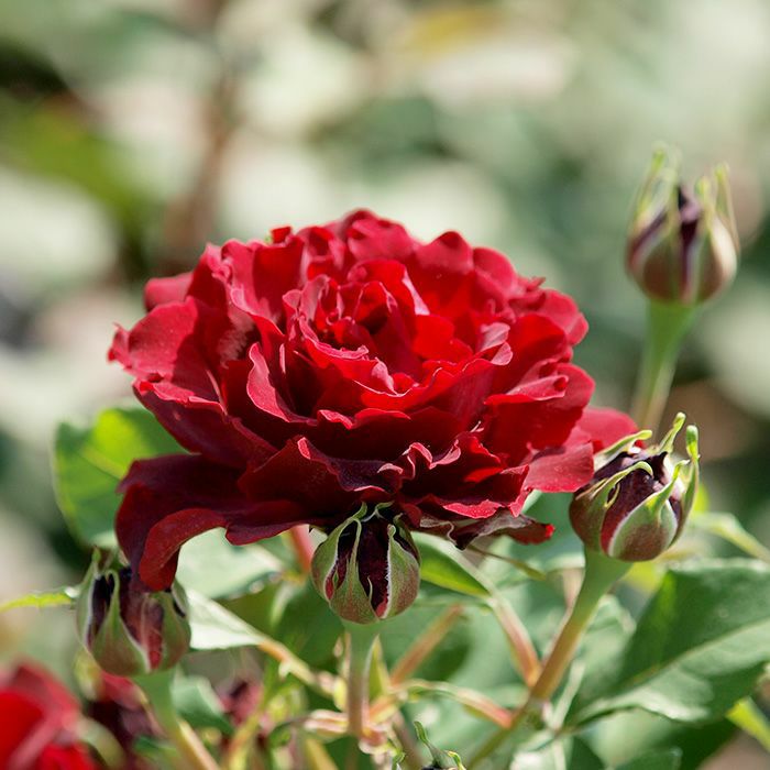 ベルベットレッドの色をしたオマージュアバルバラというバラの画像