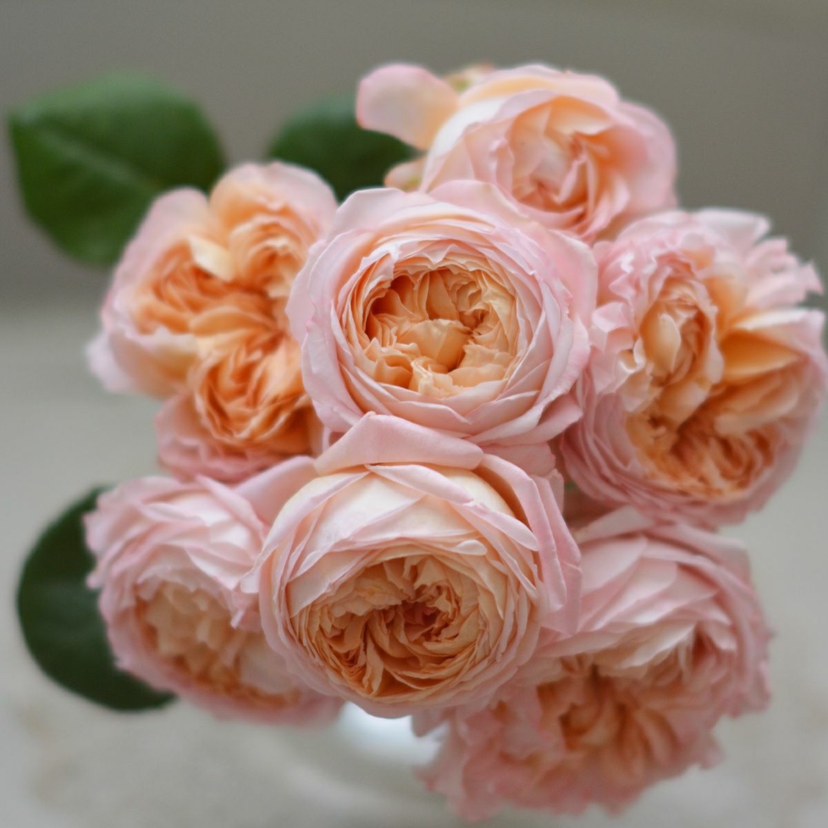 アプリコットオレンジにふんわり淡いピンク色をしたコンフィチュールというバラの画像