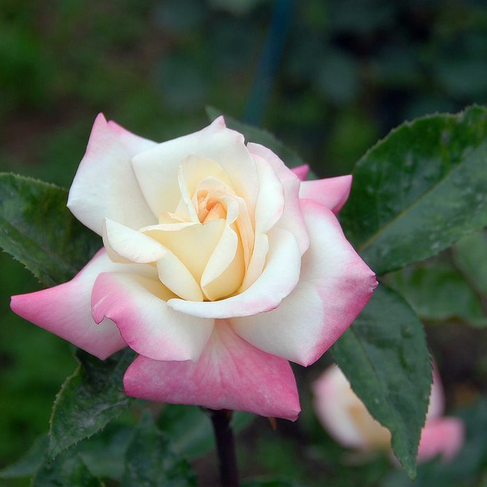 淡いクリームと濃いローズピンクをした洛北（らくほく）というバラの画像