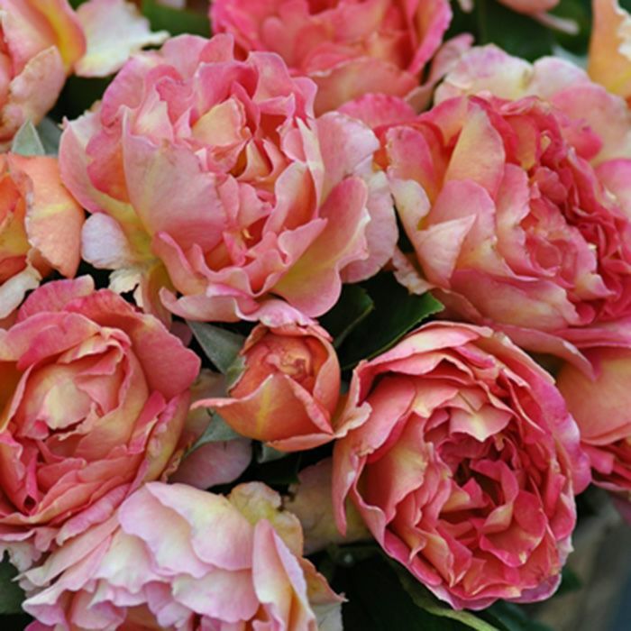 鮮やかなオレンジと黄色のグラデーション色をしたラパリジェンヌというバラの画像