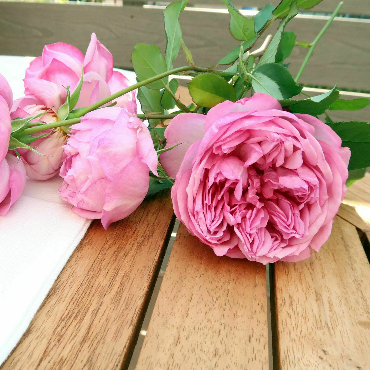 青みがかったピンク色のカレスというバラ