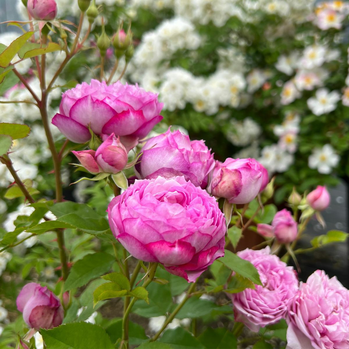 青みがかったピンク色のカレスというバラ