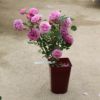 青みがかったピンク色のカレスというバラの鉢植え
