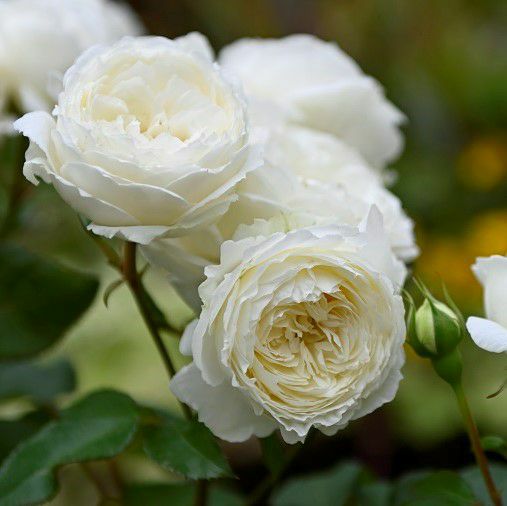 アイボリーホワイト色をしたスノートワというバラの画像