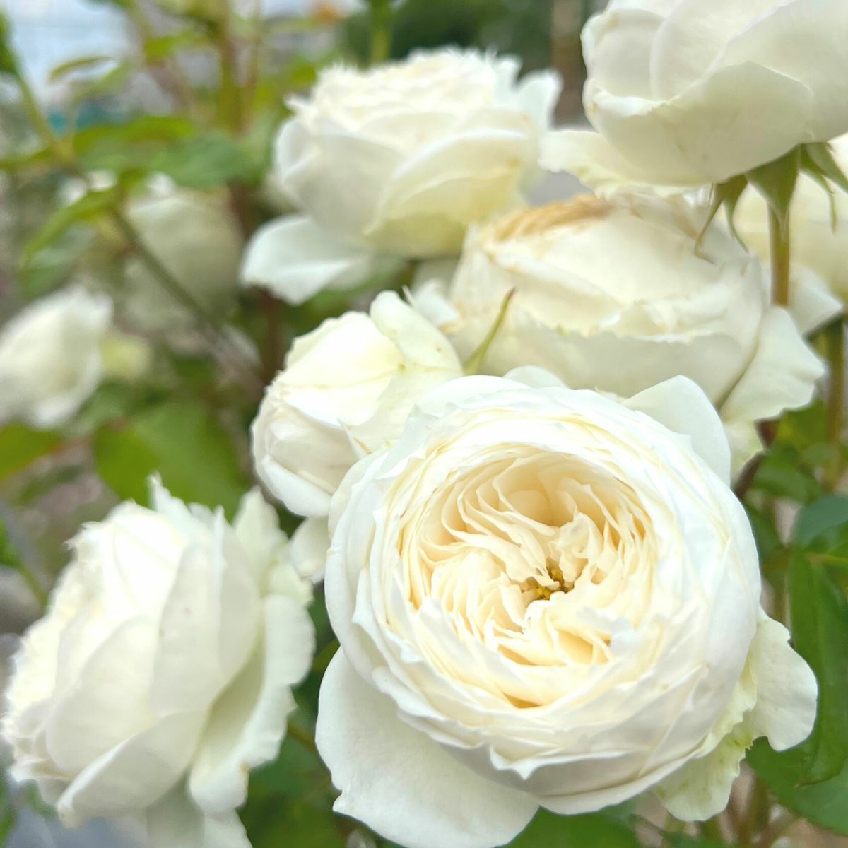 アイボリーホワイト色をしたスノートワというバラの画像