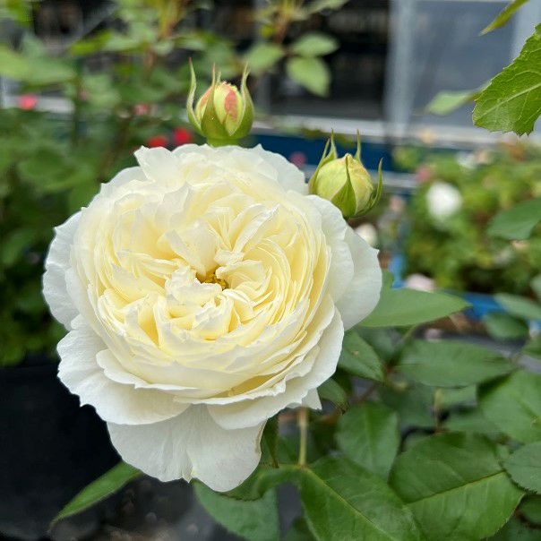 アイボリーホワイト色をしたスノートワというバラの画像