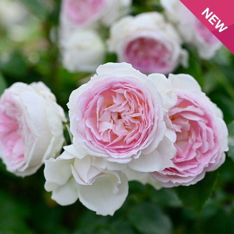 花芯が淡いピンク色をしたクルールデラムールというバラの画像