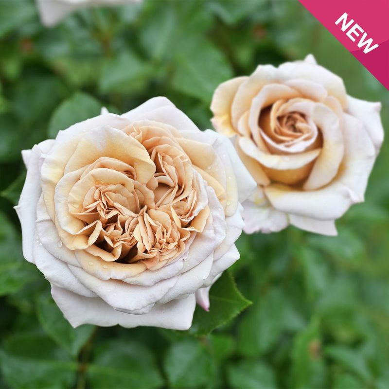 ややブラウンがかったベージュ色をしたラリデガゼルというバラの画像