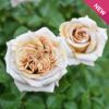 バラ 「ラリデガゼル」 秋苗（大苗） ブラウン 四季咲 デルバール バラ苗 薔薇 (202208)