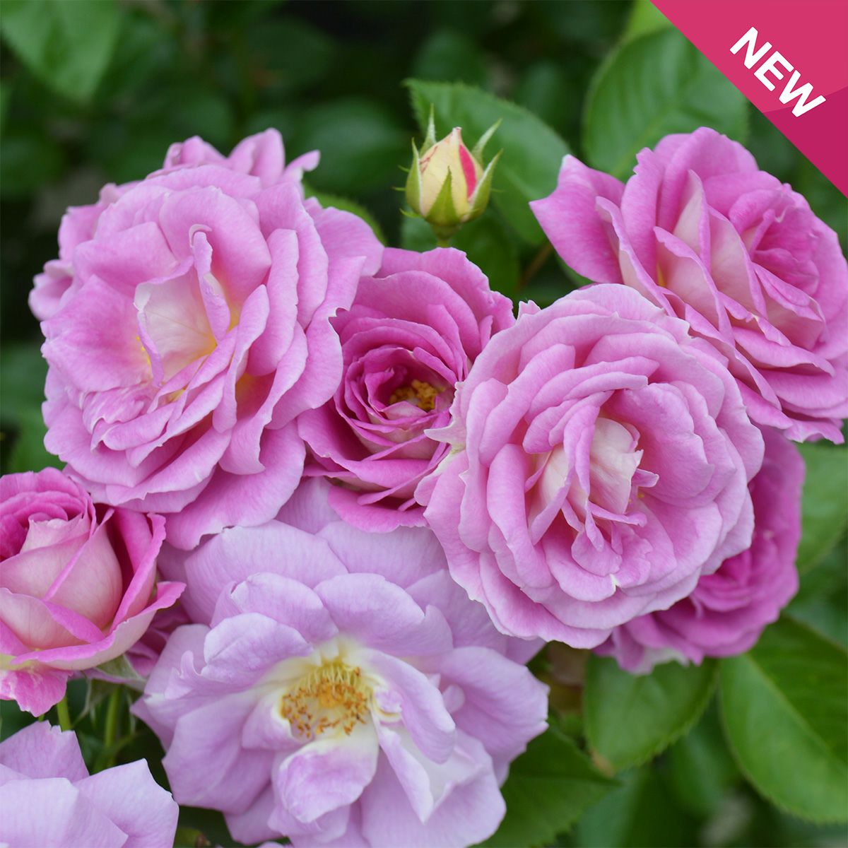 バラ 「アークティックブルー」 秋苗（大苗） ピンク 四季咲 コルデス バラ苗 薔薇 (202208)