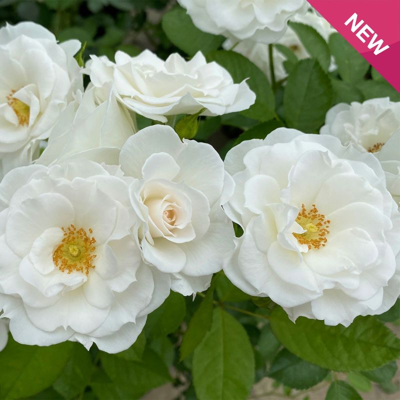 バラ 「ベビーアイスバーグ」 秋苗（大苗） 白 四季咲 コルデス バラ苗 薔薇 (202208)