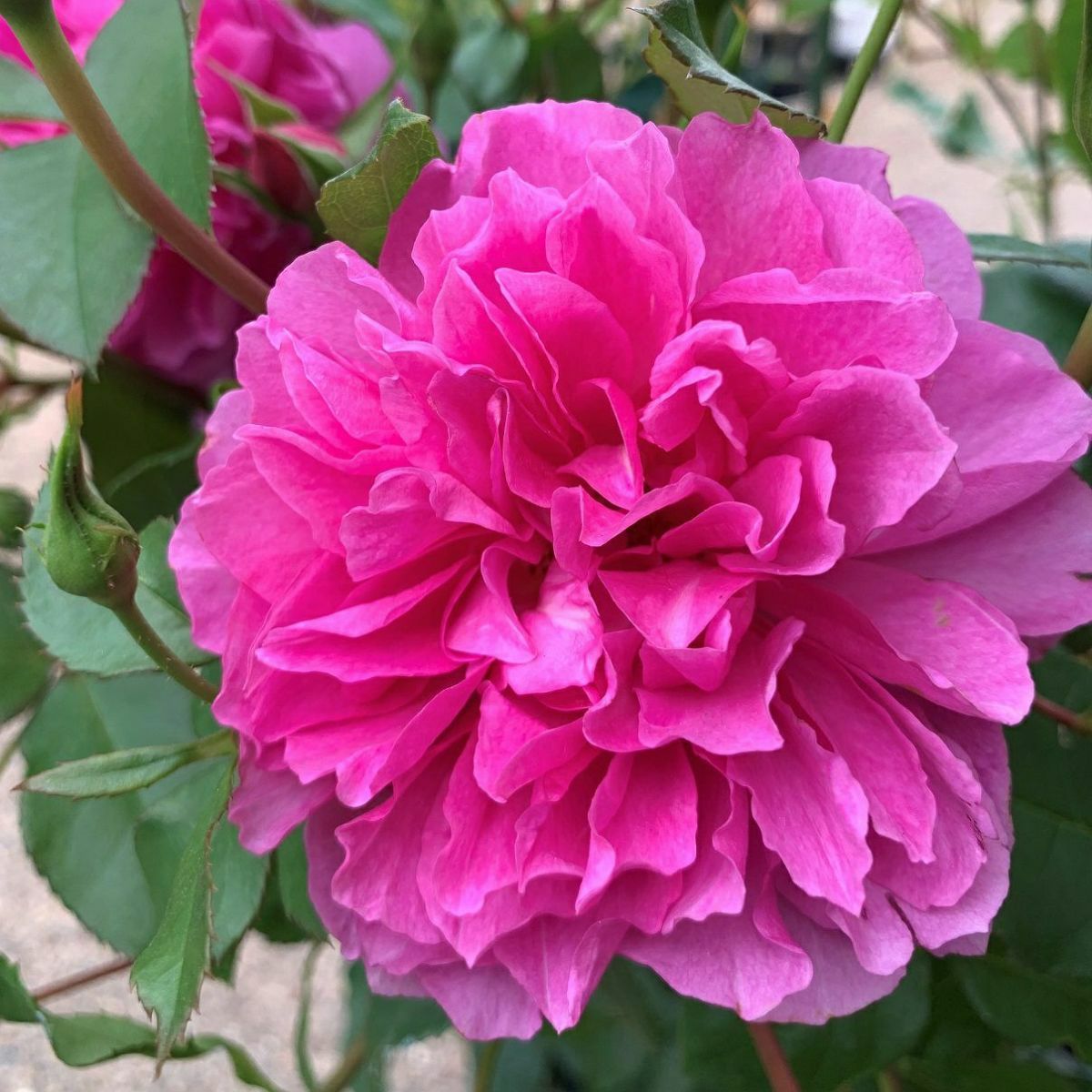 濃いピンク色をしたリヴレスというバラの画像