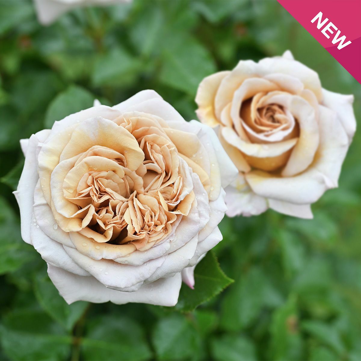 ややブラウンがかったベージュ色をしたラリデガゼルというバラの画像