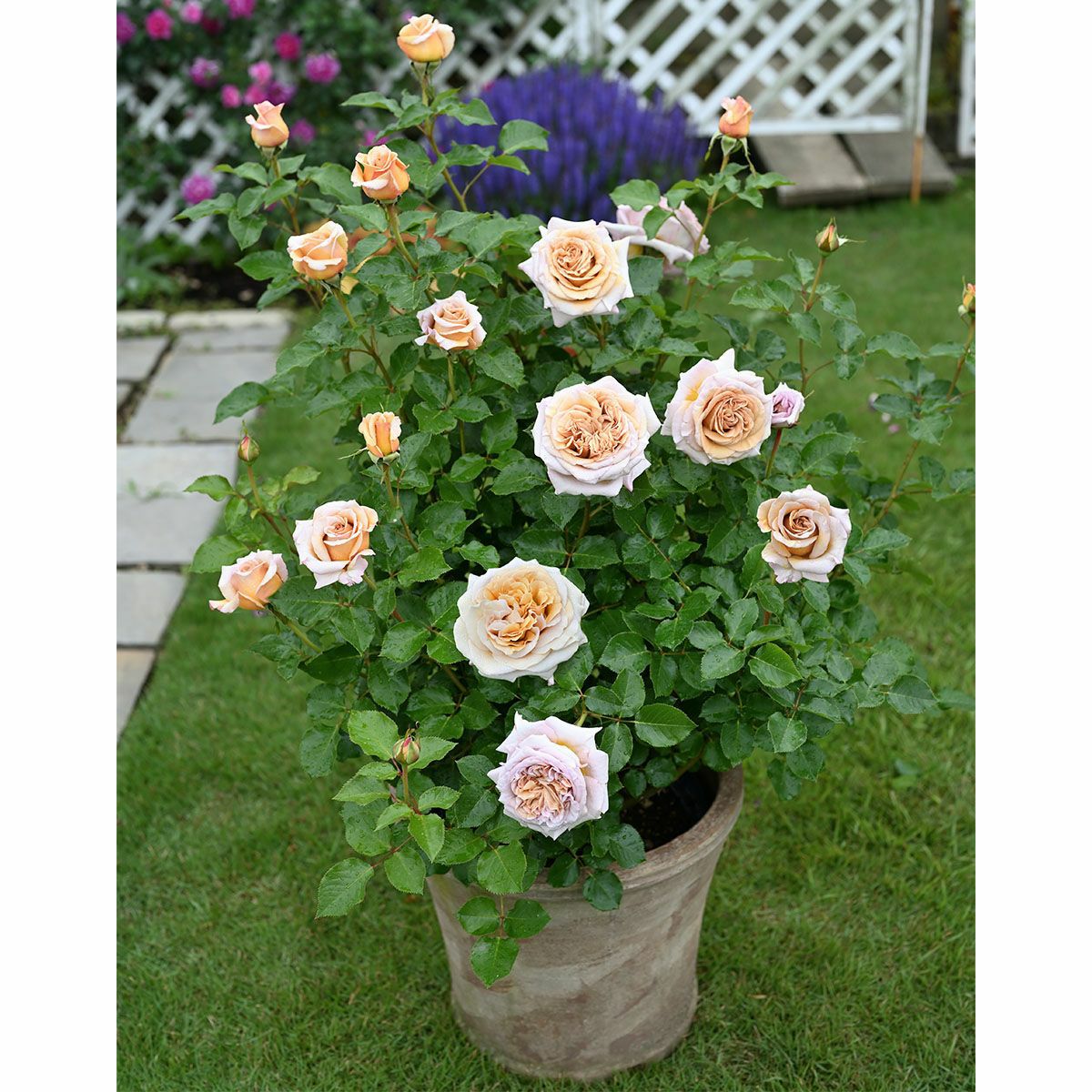 バラ 「ラリデガゼル」 春苗 (新苗) ブラウン 四季咲 デルバール バラ苗 薔薇 (20221001)