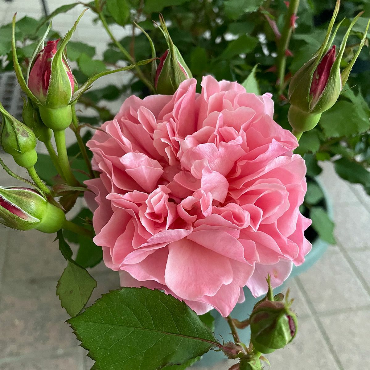 コーラルオレンジ色をしたアンファンドゥコライユというバラの画像