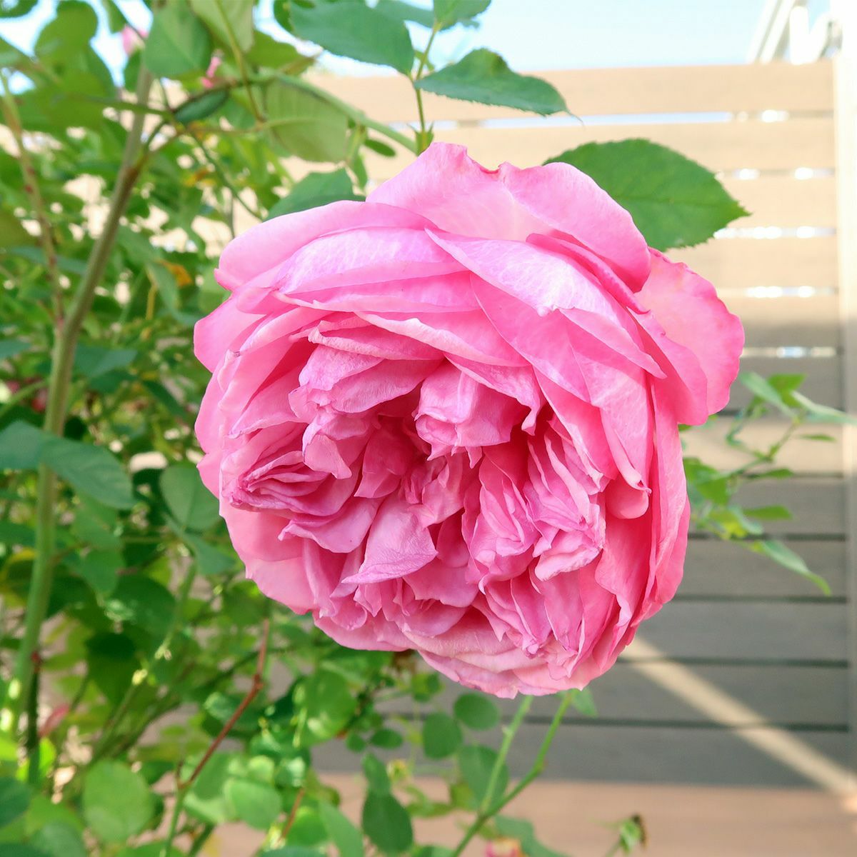 青みがかったピンク色のカレスというバラ