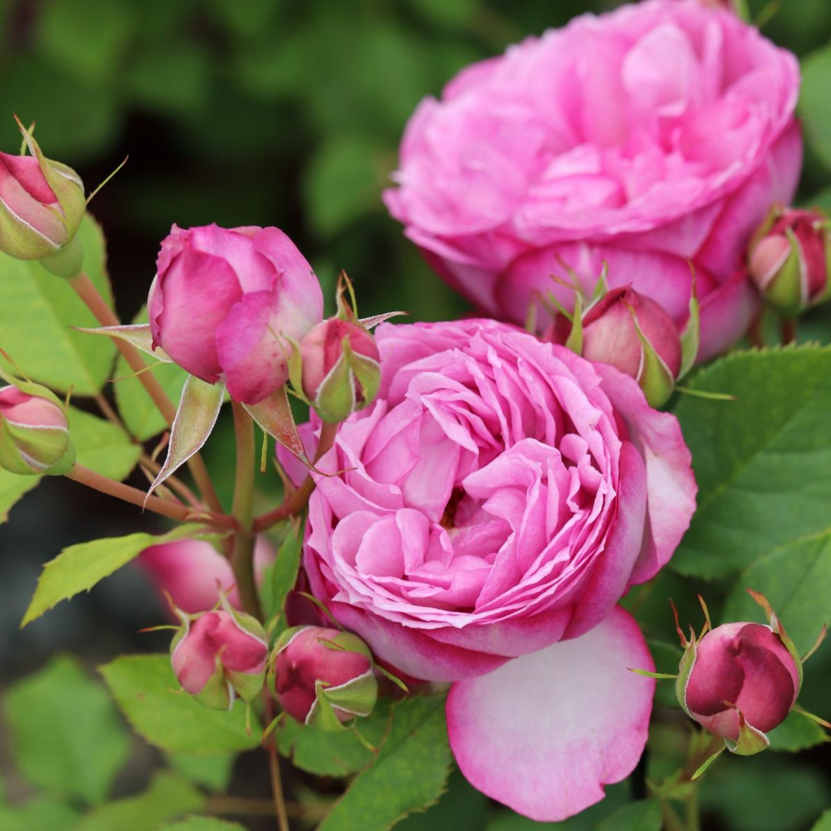 青みがかったピンク色のカレスというバラ