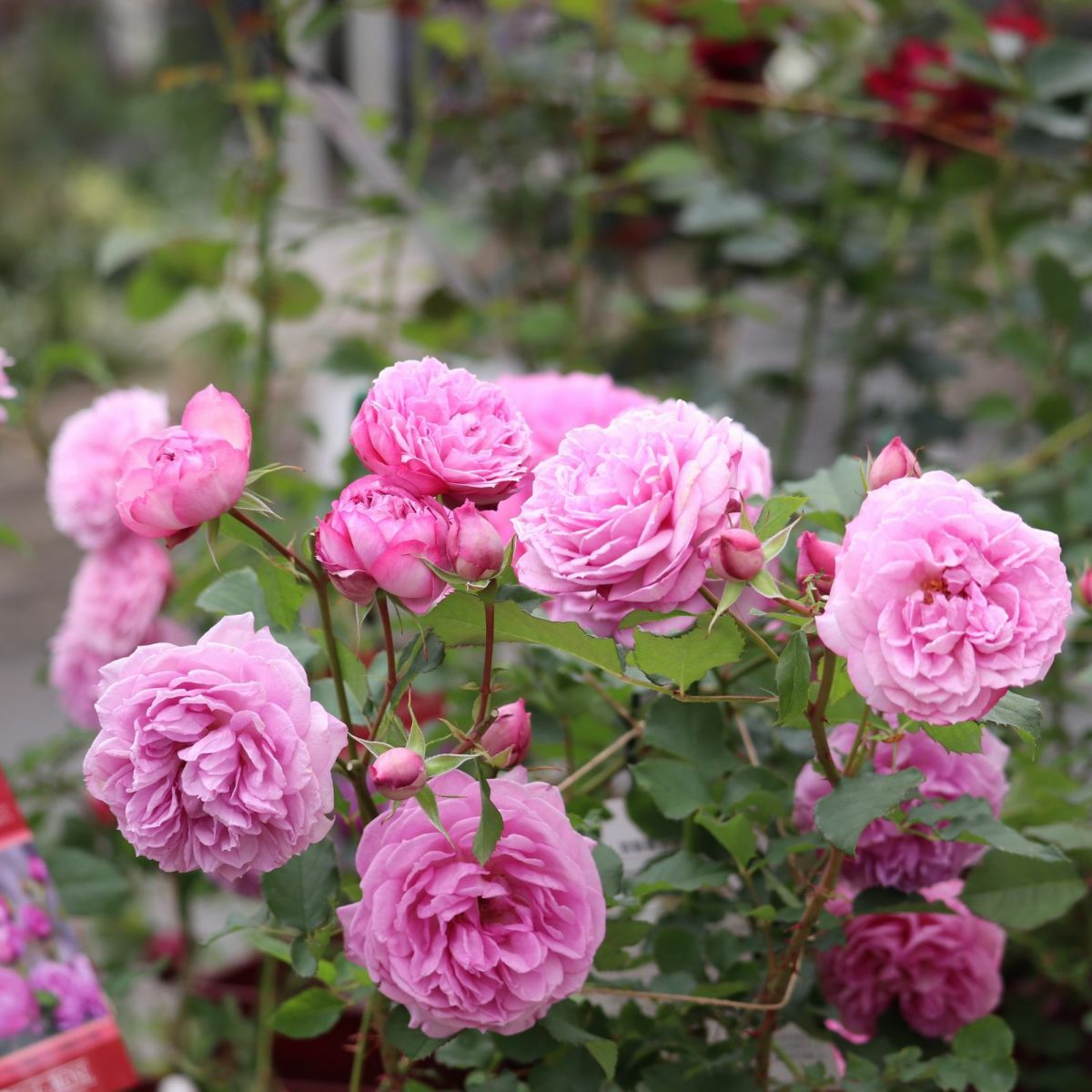 青みがかったピンク色のカレスというバラ